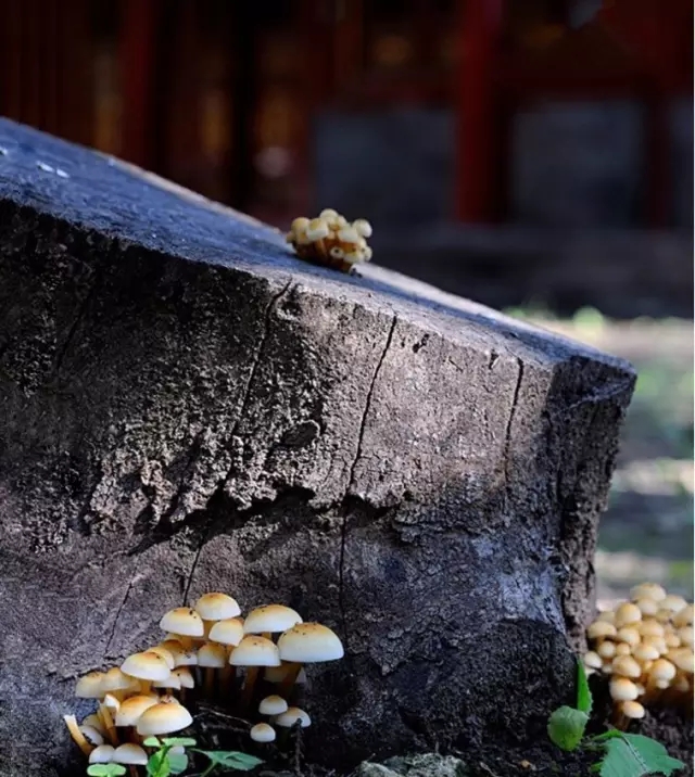 道德经的最后一句，到底说了什么？
