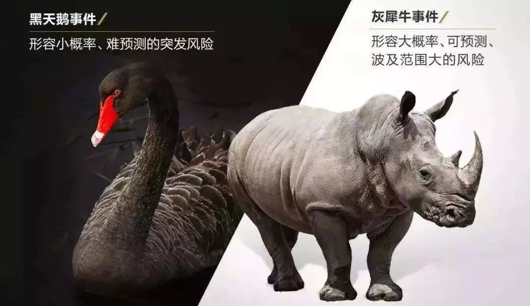 毁掉你的不是黑天鹅，而是灰犀牛